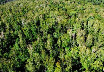 雄安今秋将建四片生态游憩林 面积约3.9万亩